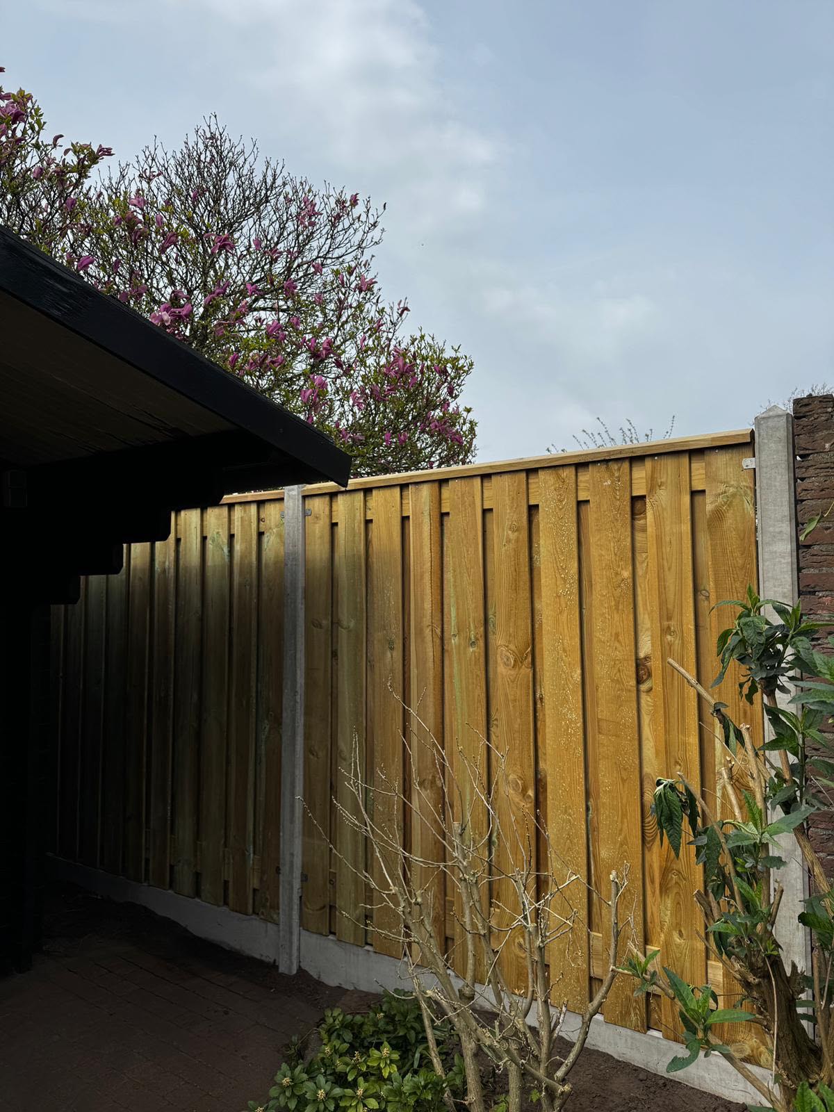 Houten schutting naast tuinhuis met magnolia